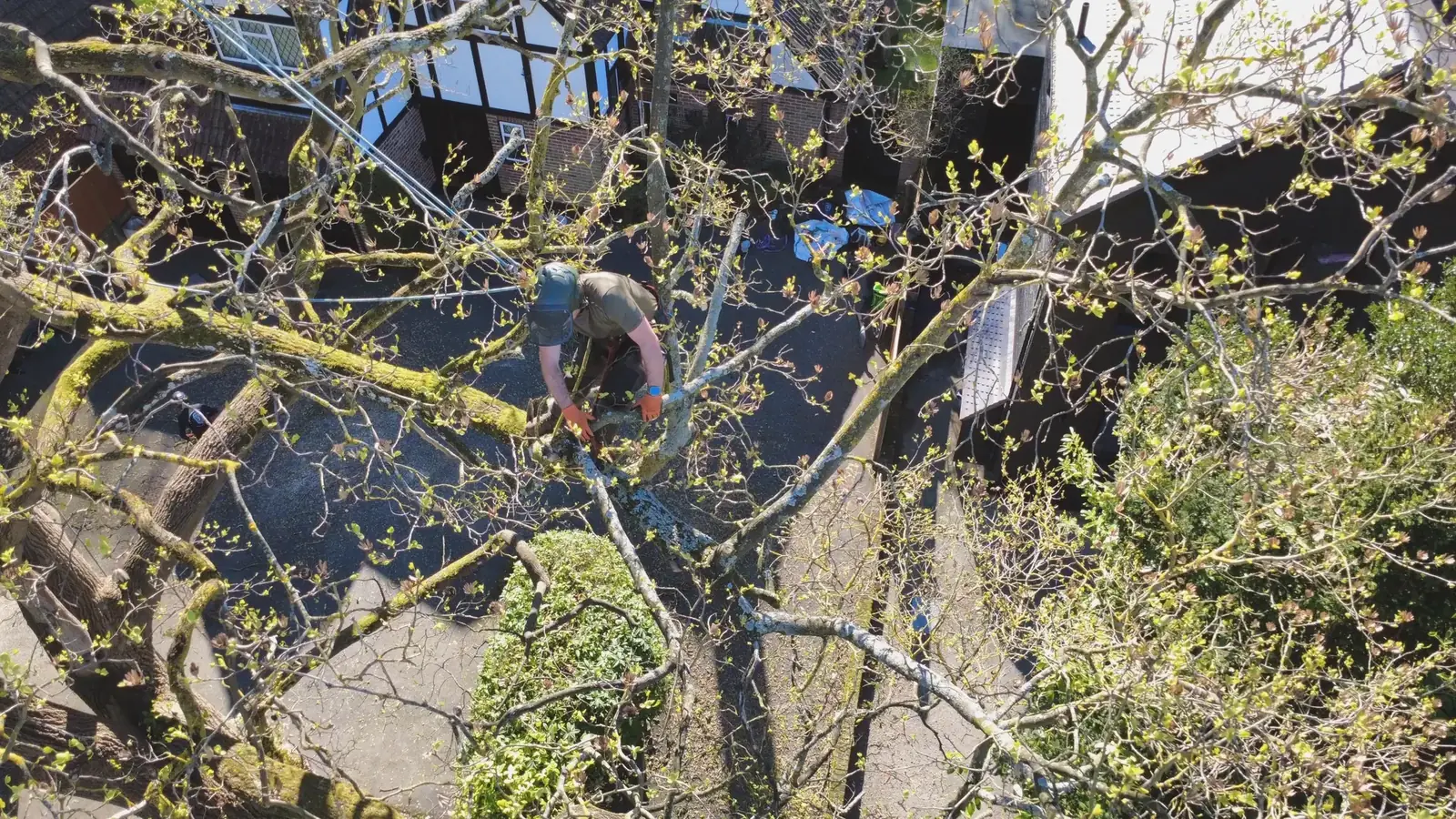 Climber reducing a crown above a building