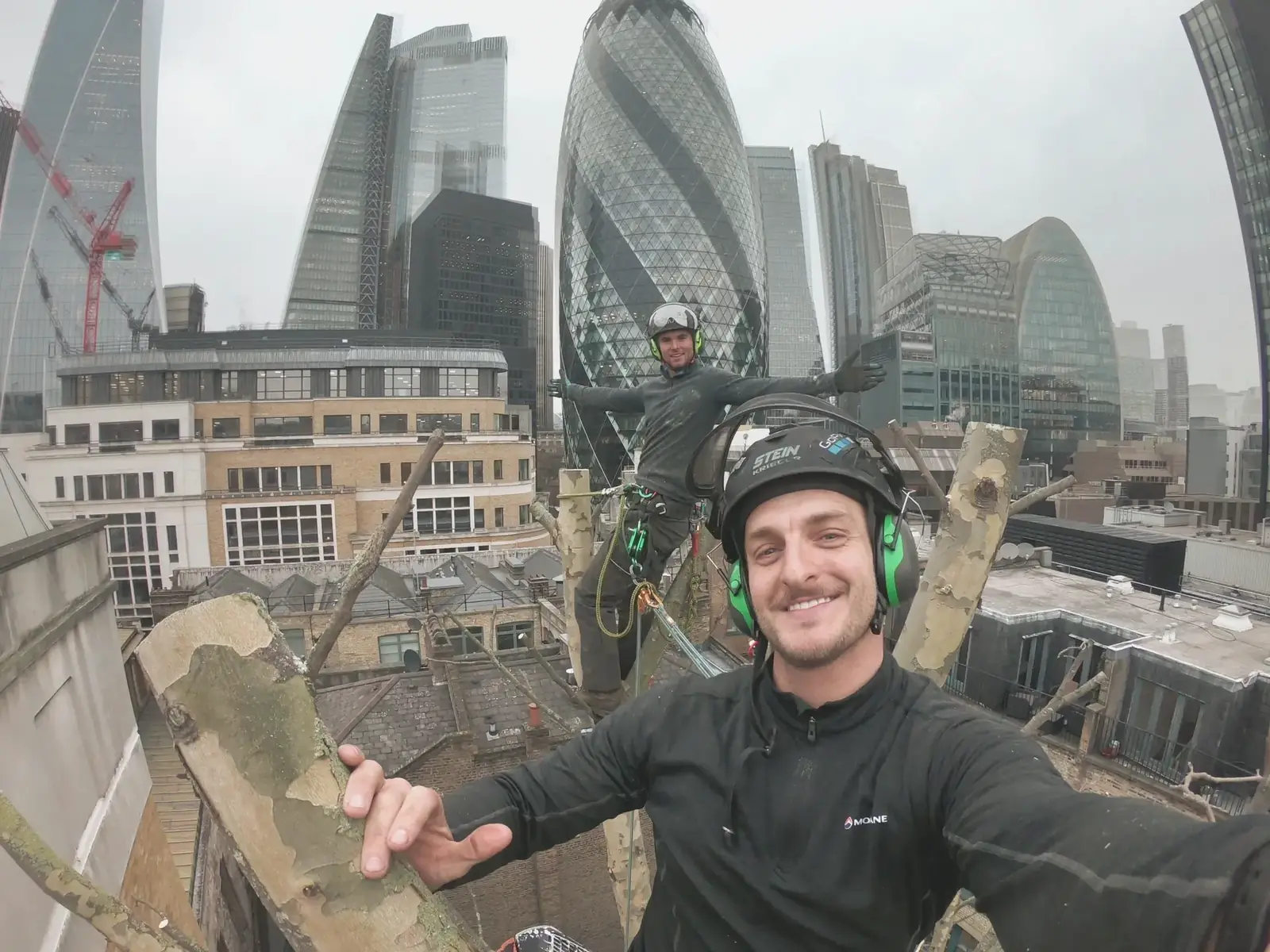 Commercial tree work at The Gherkin, City of London