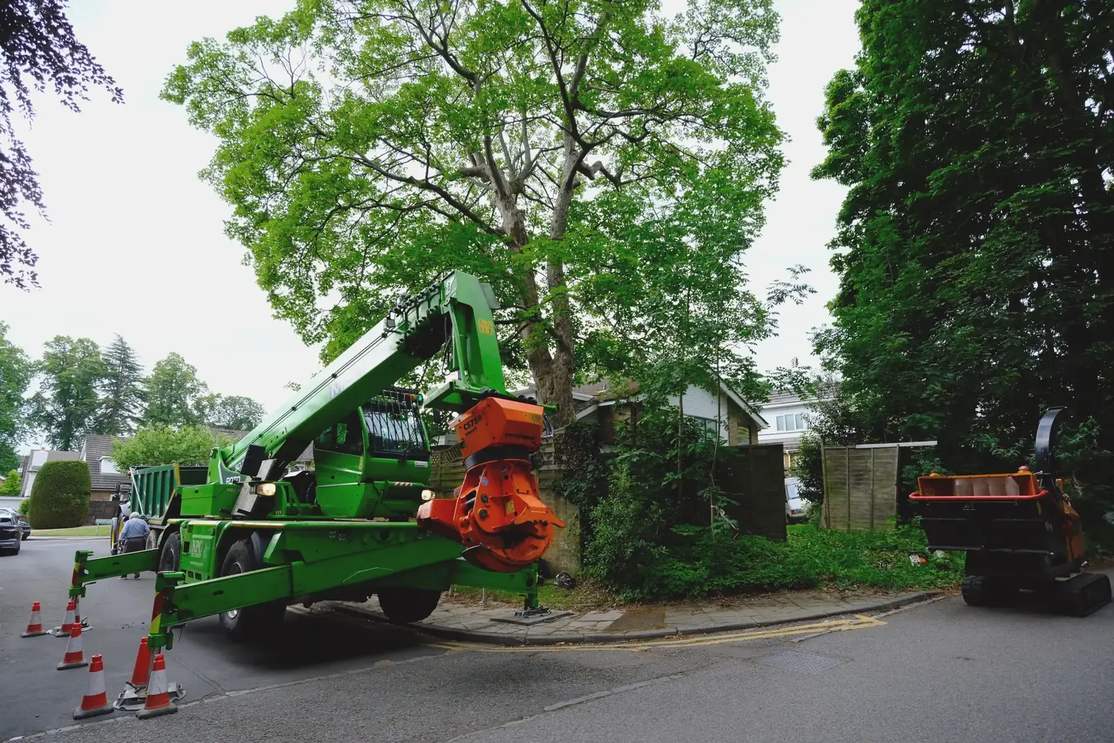 Tree survey photography