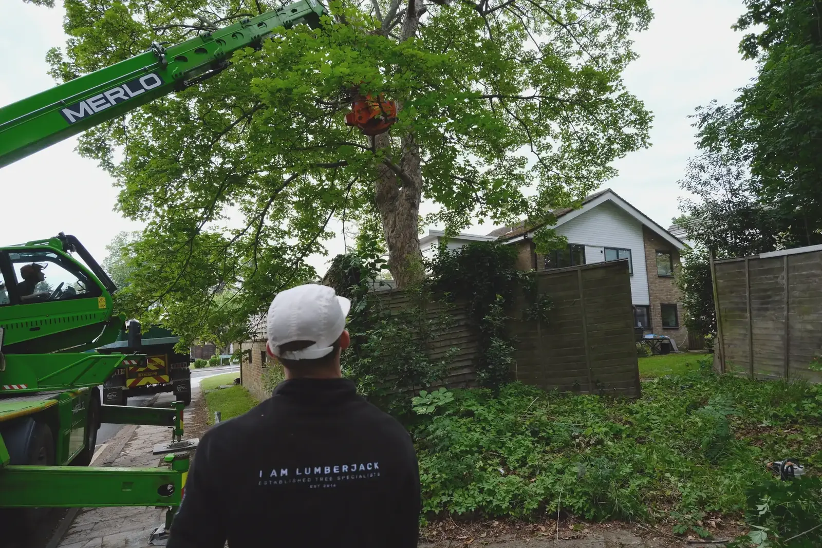 Tree pruning and shaping by I Am Lumberjack