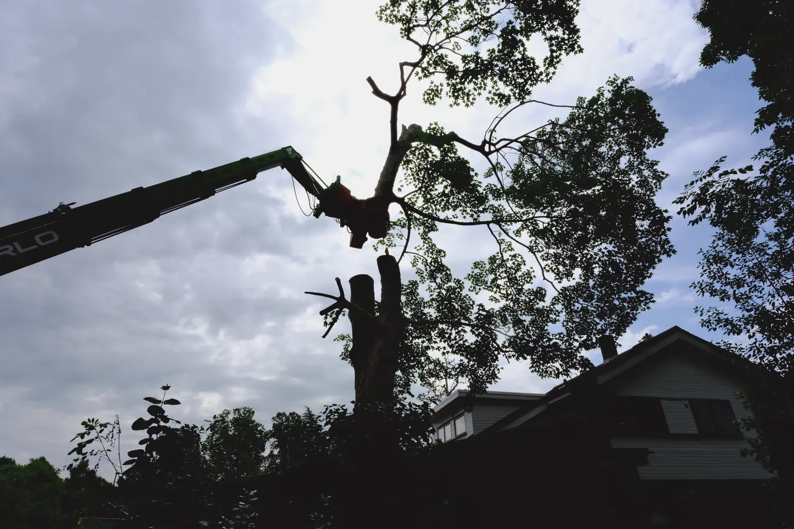 Tree pruning in progress by I Am Lumberjack