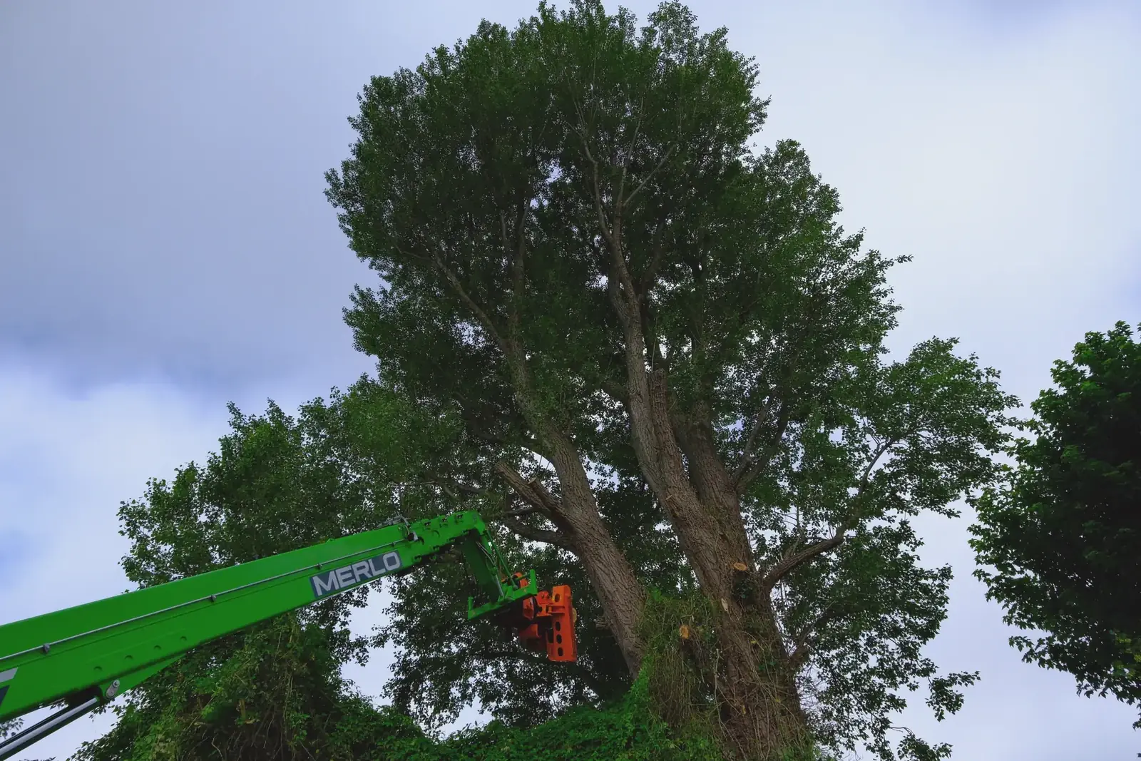 Grab working into a pine crown