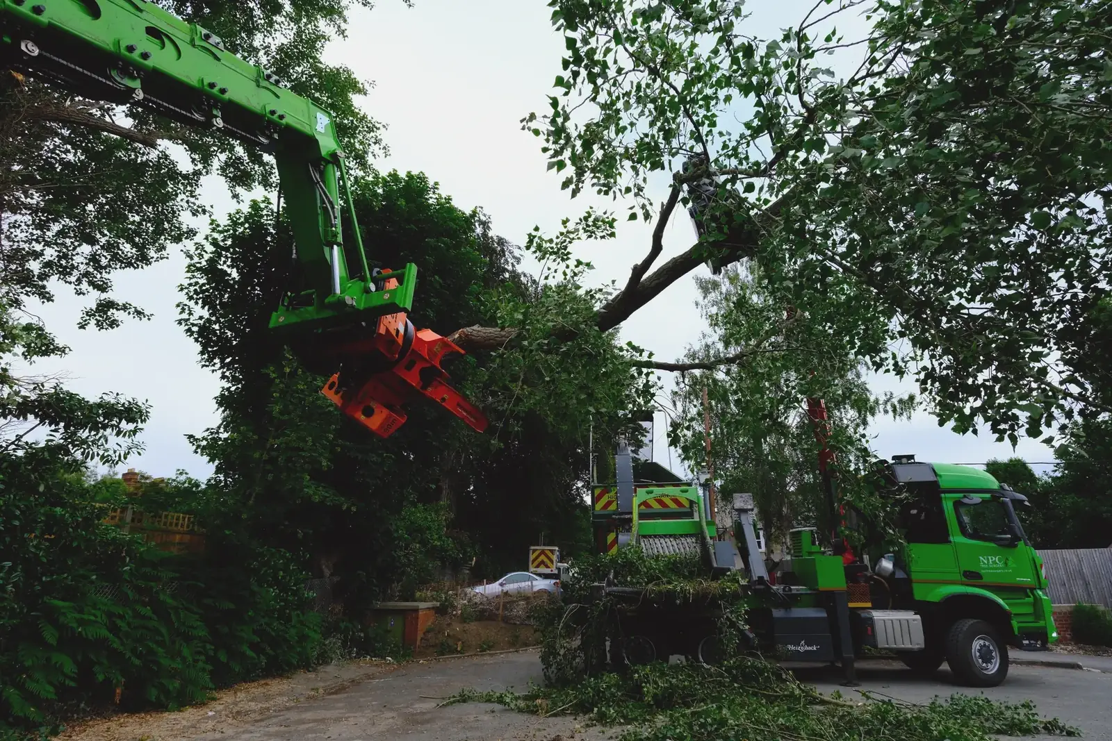 Deadwooding and dead branch removal by I Am Lumberjack