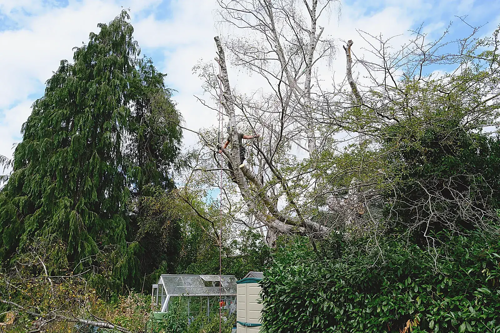 Storm-damaged trees awaiting removal
