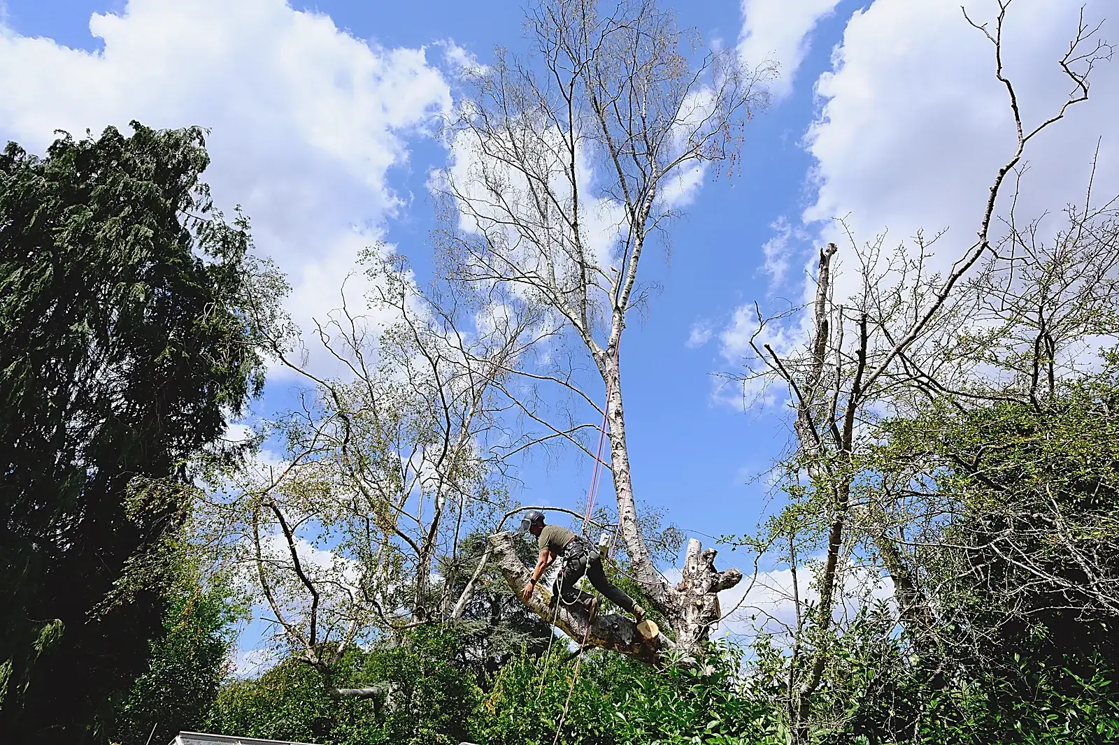 Dead birches cleared from a garden