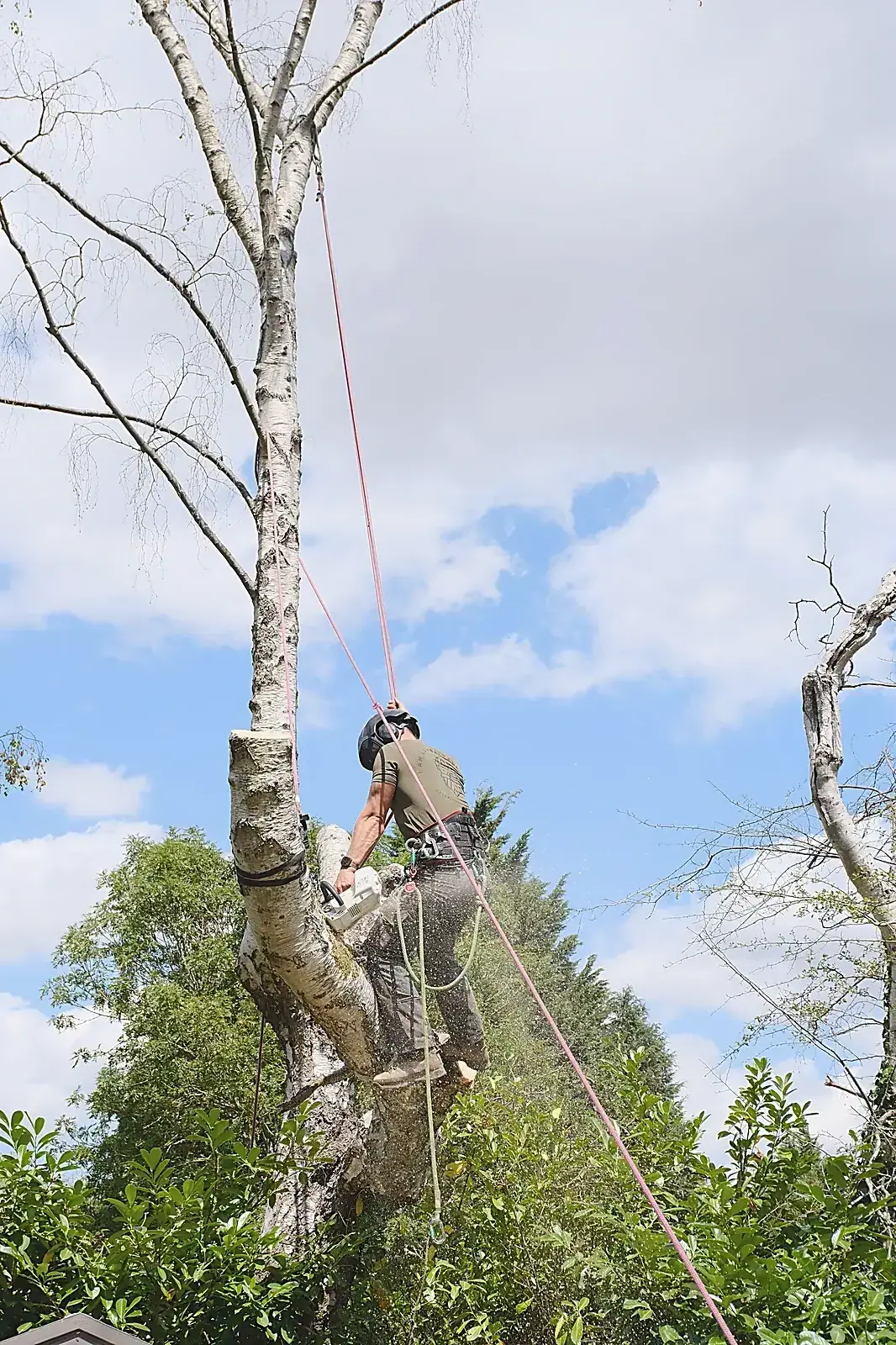 Climber sectioning a birch