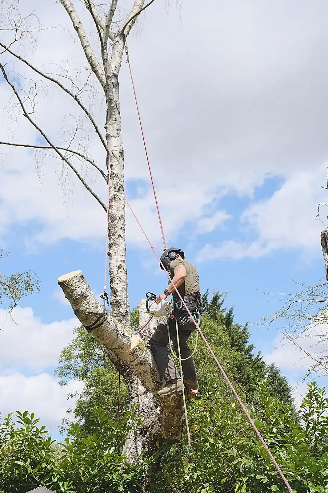 Climber roped into a tall birch
