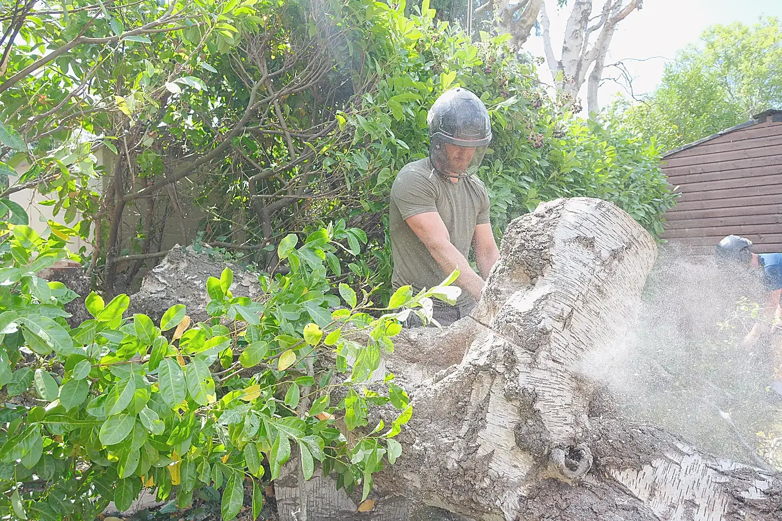 Groundworker cutting a birch trunk