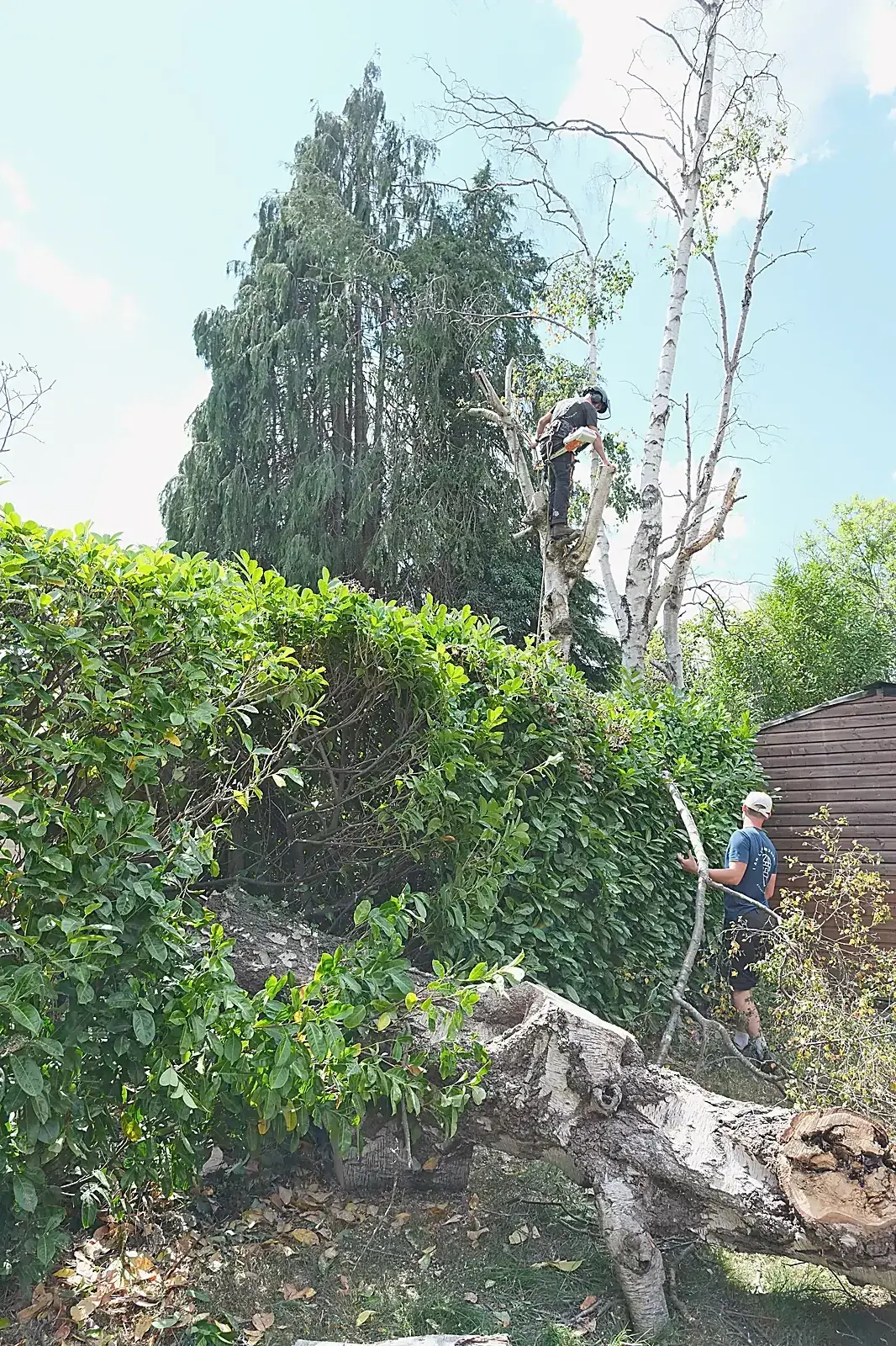 Climber dismantling a tree above a hedge