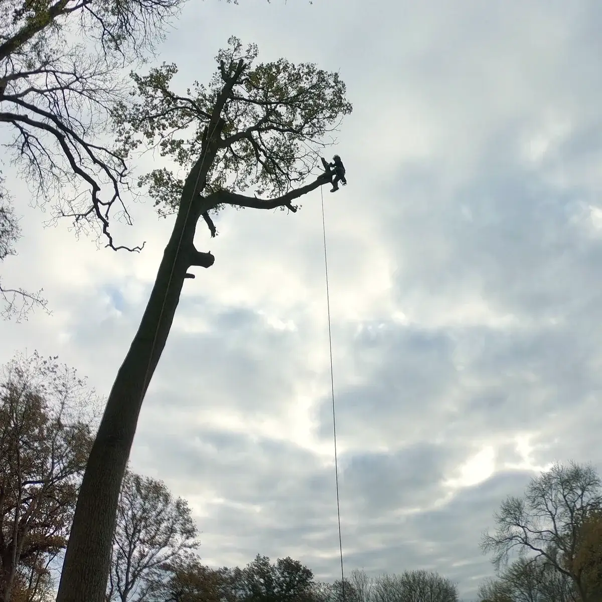 Climber on a tall bare trunk
