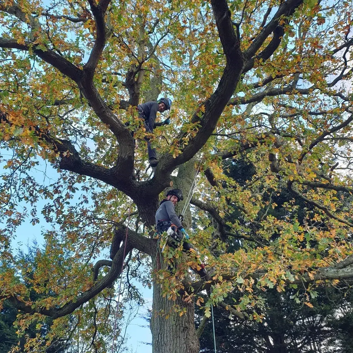 Two climbers in an oak crown