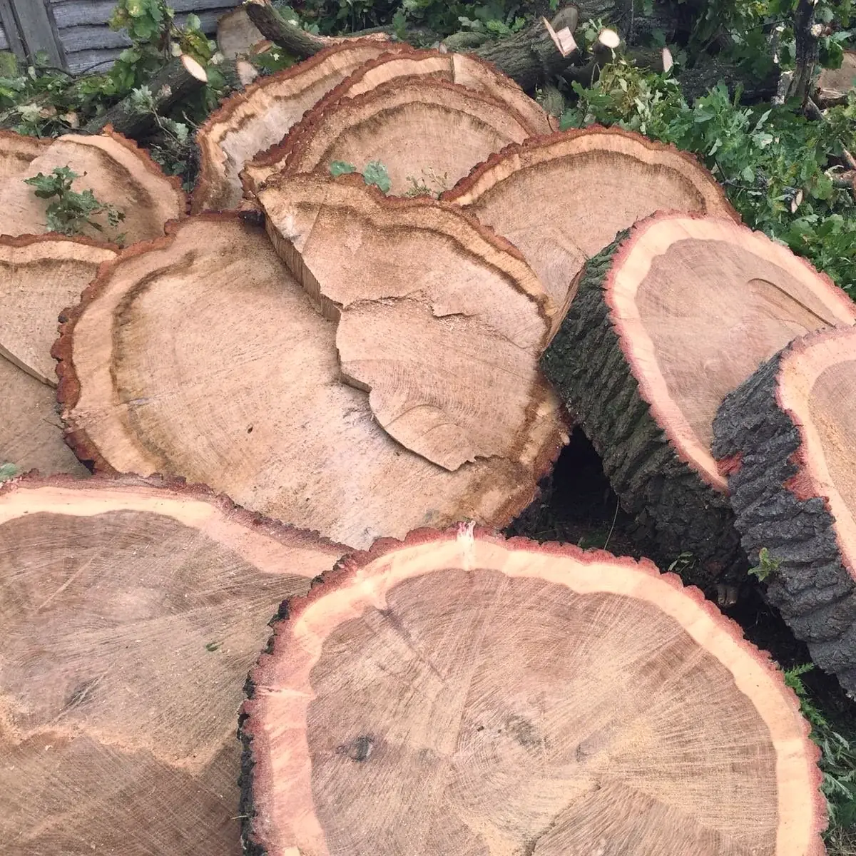 A slice of the trunk
