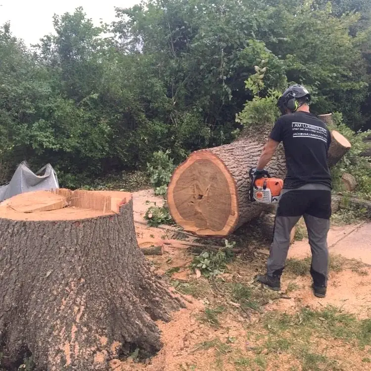 Large trunk cut down to the stump, ready for grinding