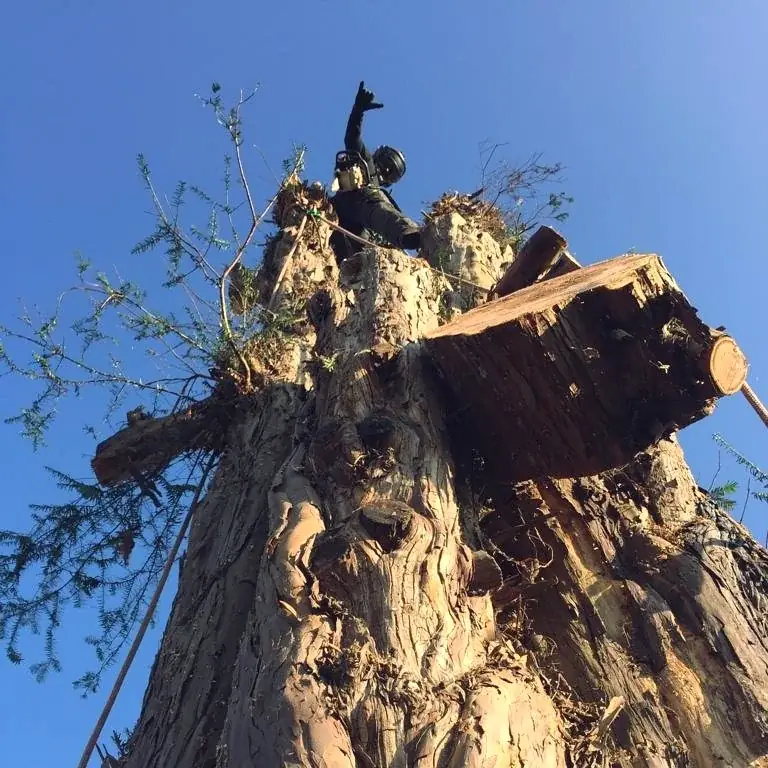 Climber dismantling a large trunk