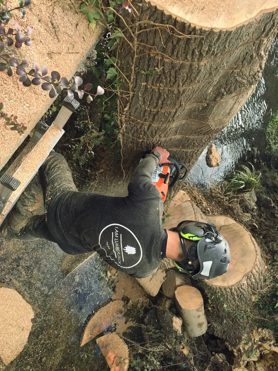 Looking down onto a cut stump and ladder