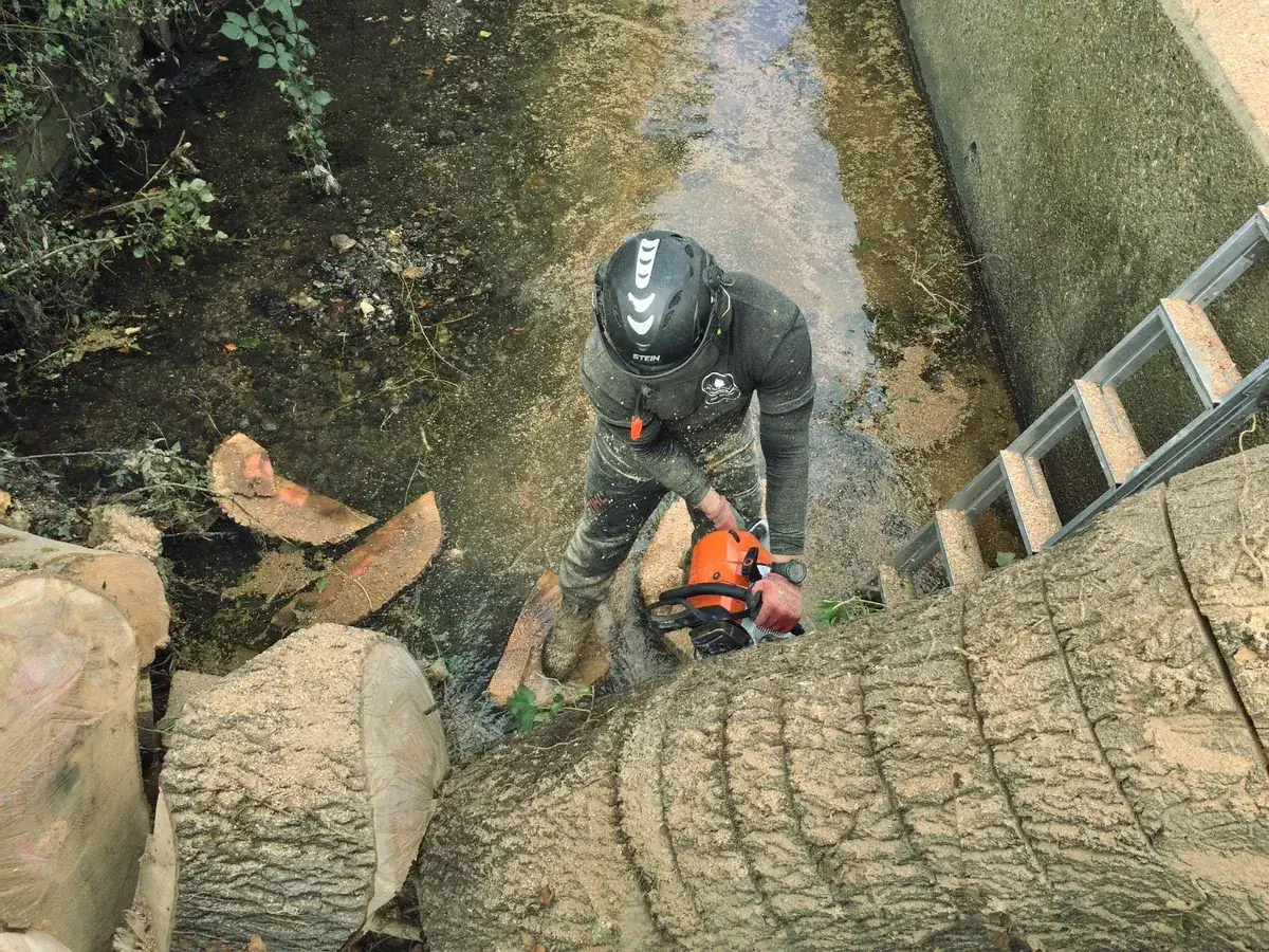 Groundworker cutting trunk sections