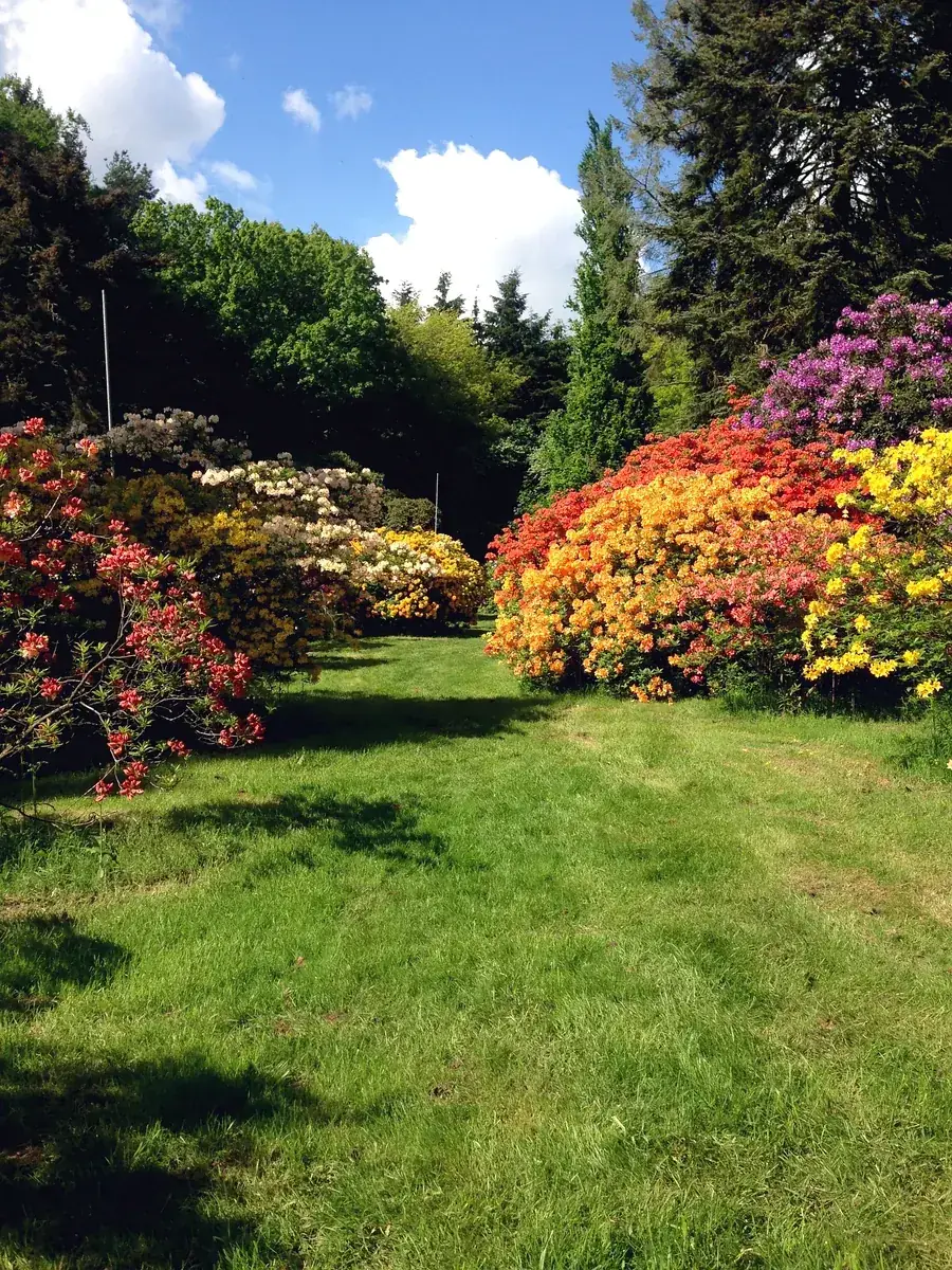 Finished garden with rhododendrons in flower
