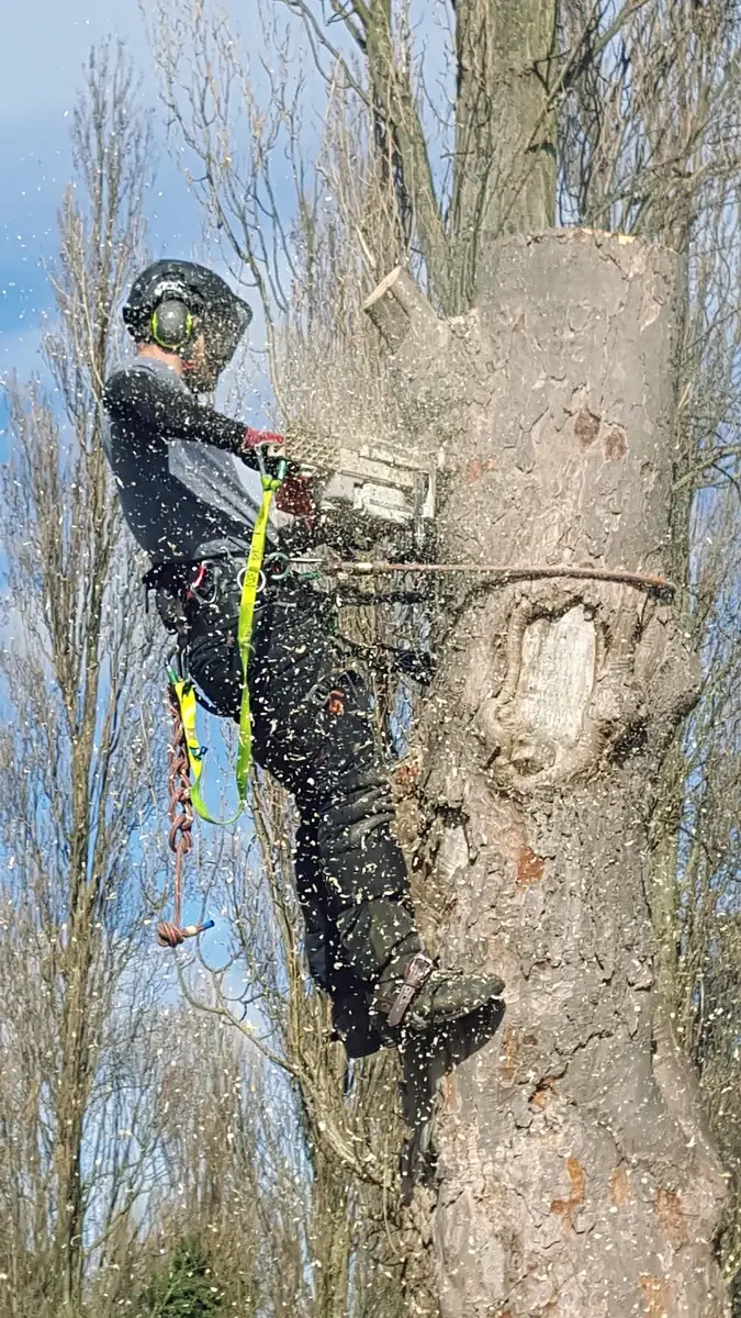 Hedge cutting by I Am Lumberjack