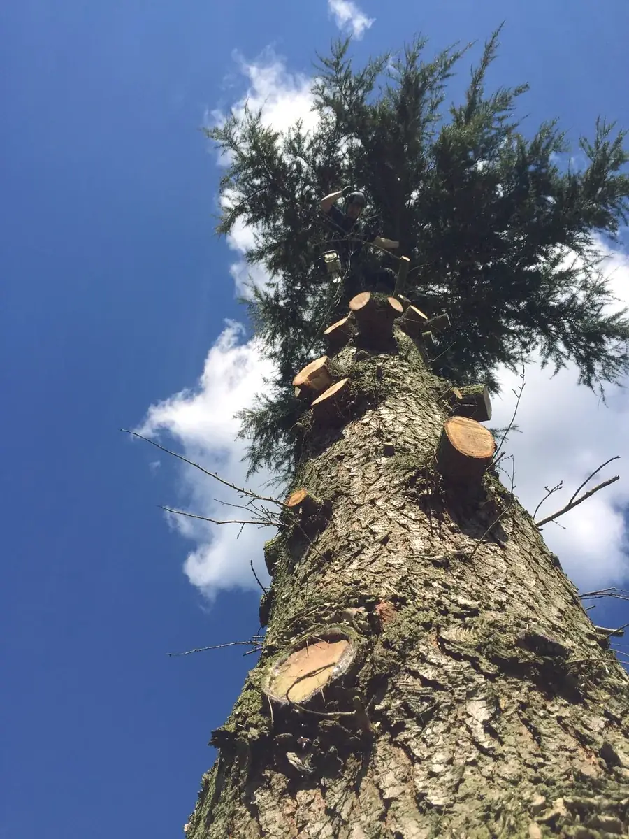 Looking up a conifer after limbing