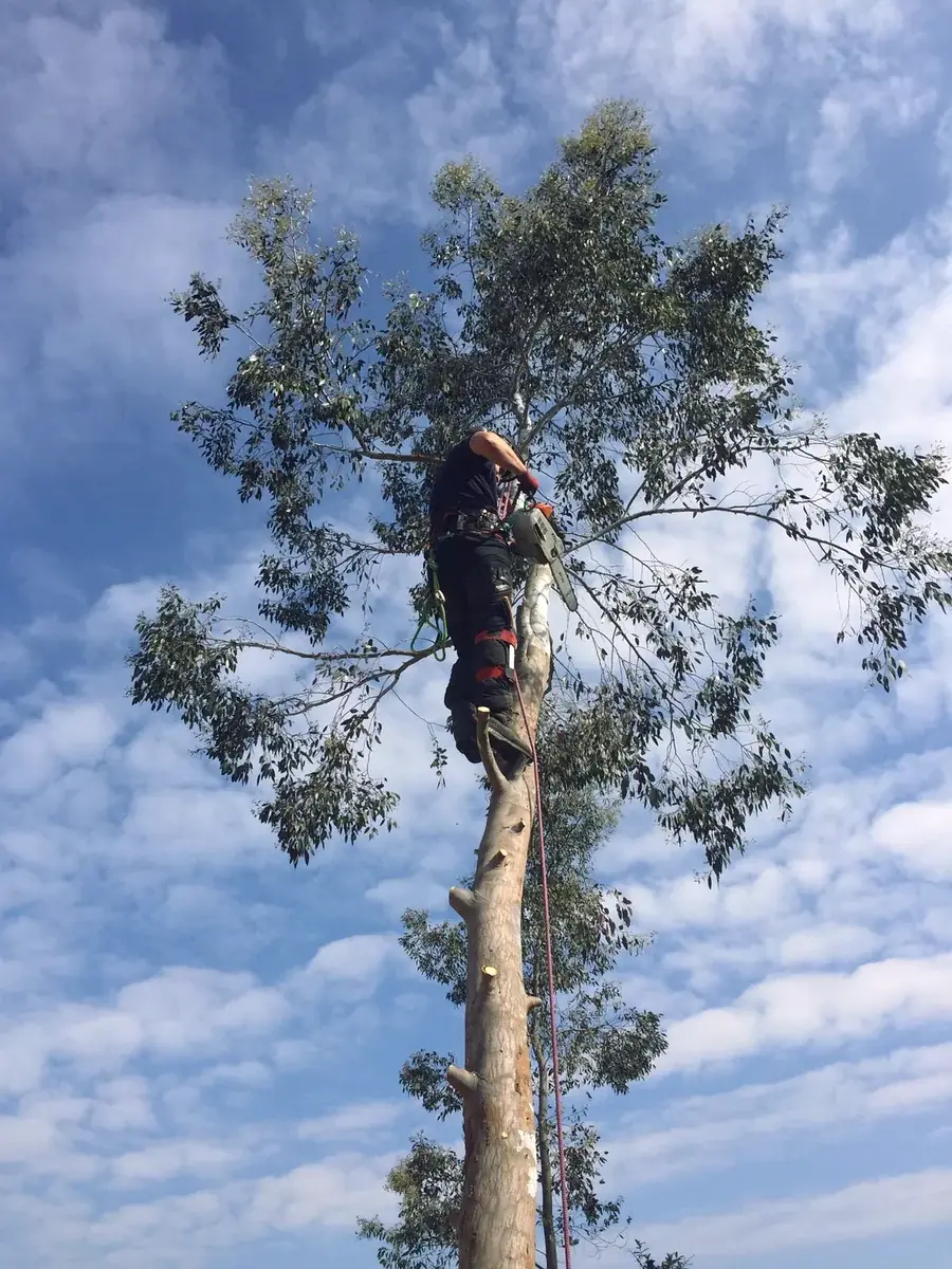 Climber at the top of a reduced tree