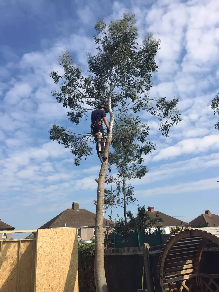 Climber in a eucalyptus