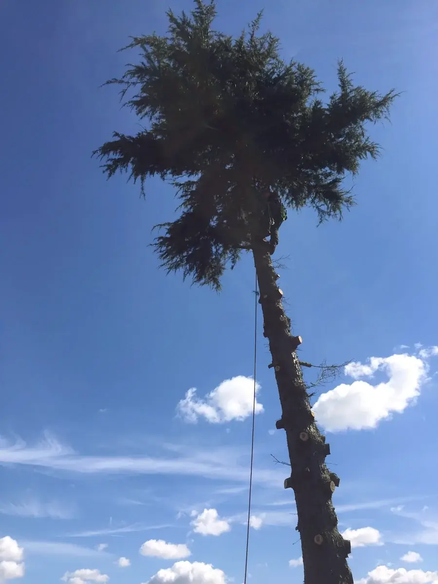 Tall conifer being topped