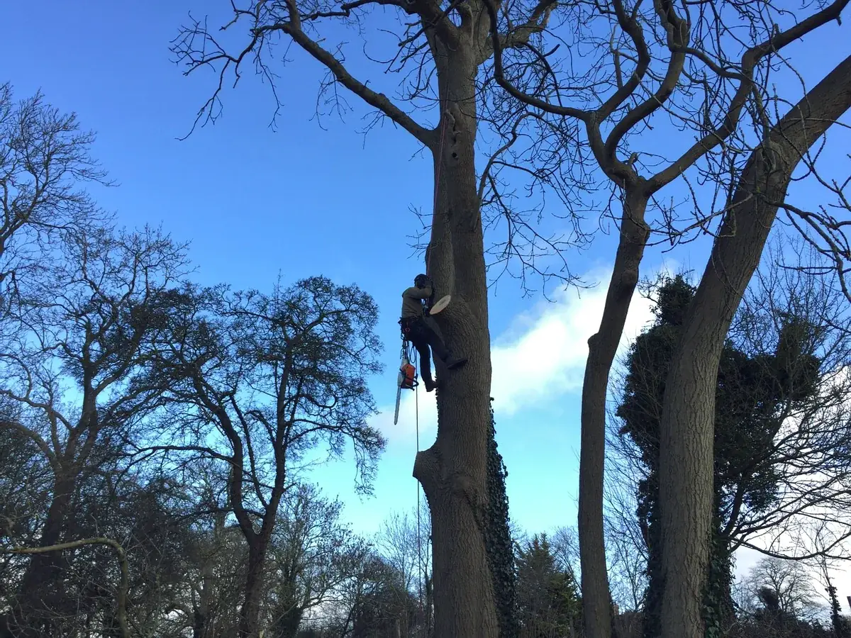 Climber ascending a tall trunk