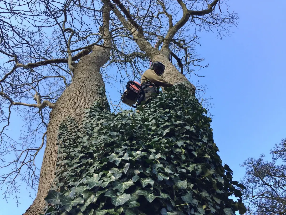 Climber on an ivy-covered trunk