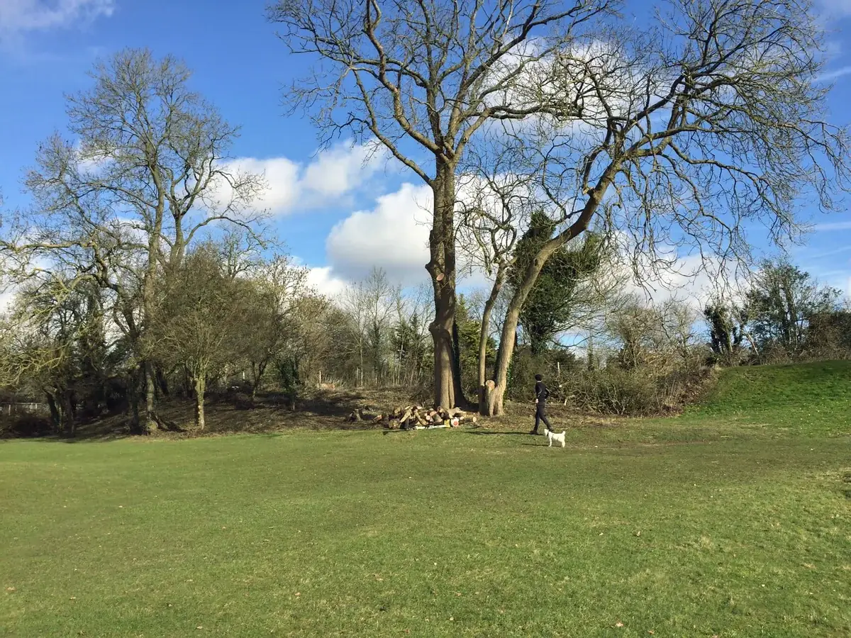 Open site after a tree removal