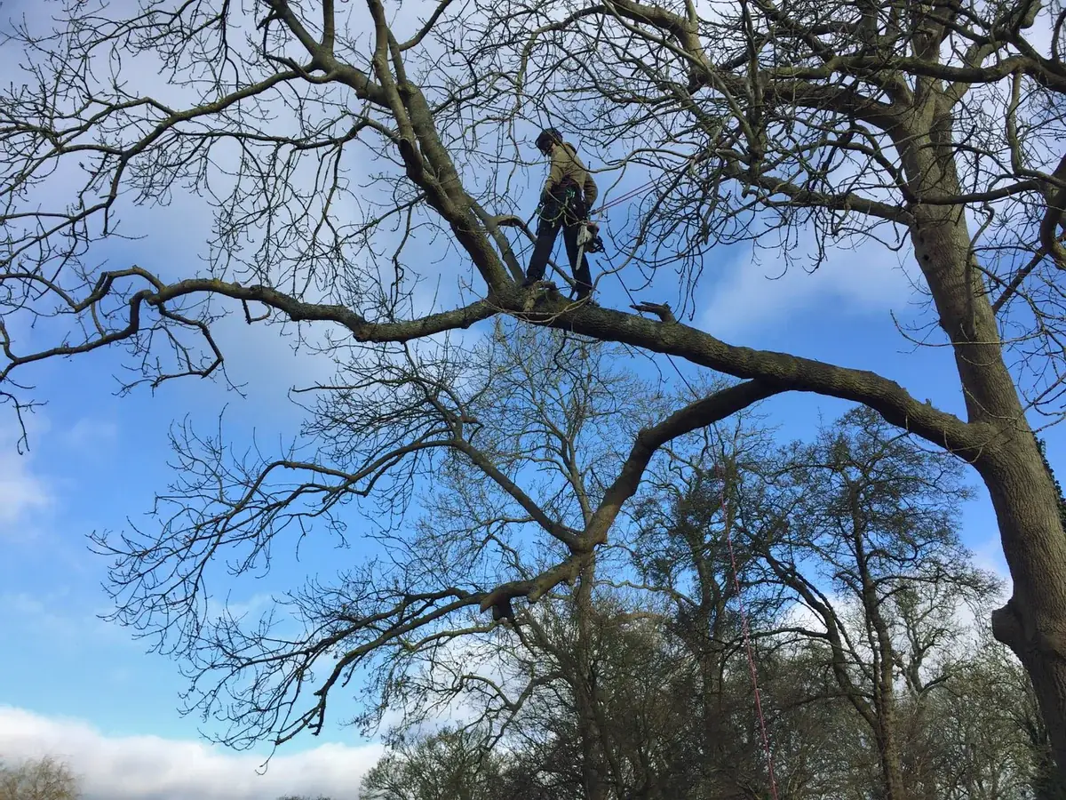 Climber high in a bare crown
