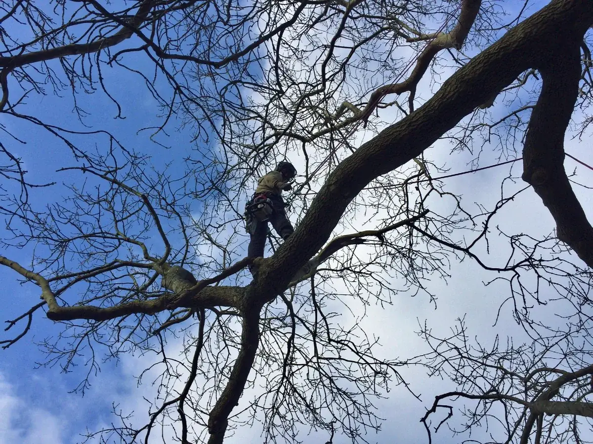 Climber out on a limb in an oak