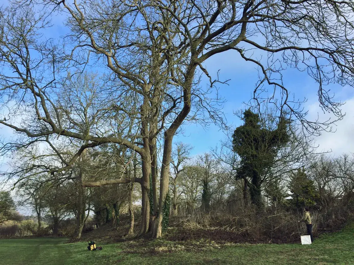 Parkland trees before work