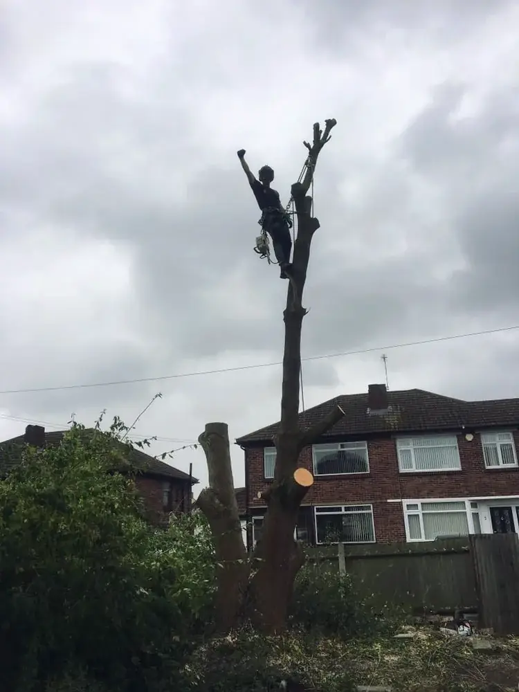 Climber topping a tree behind houses