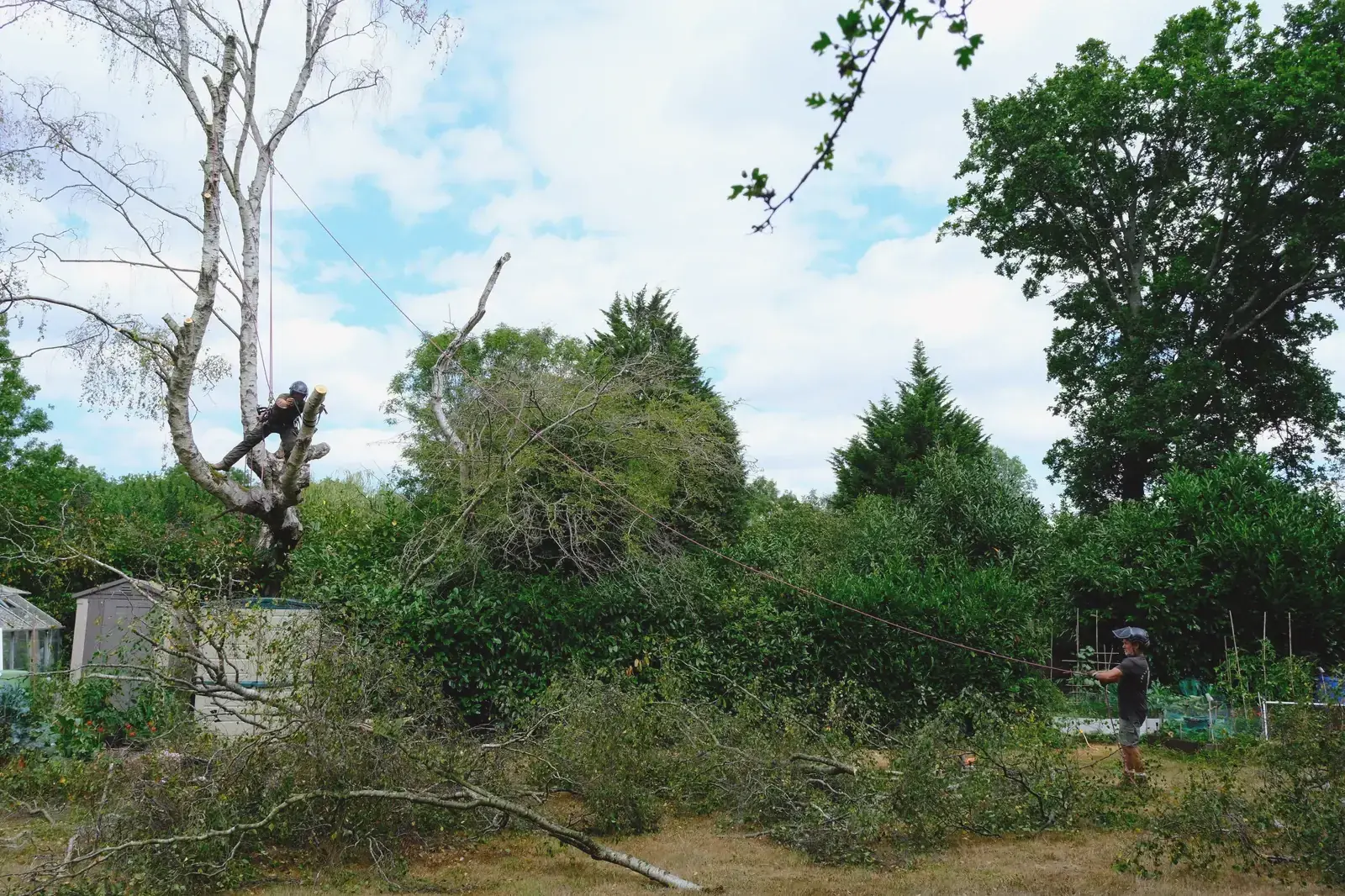 Tree planting photography
