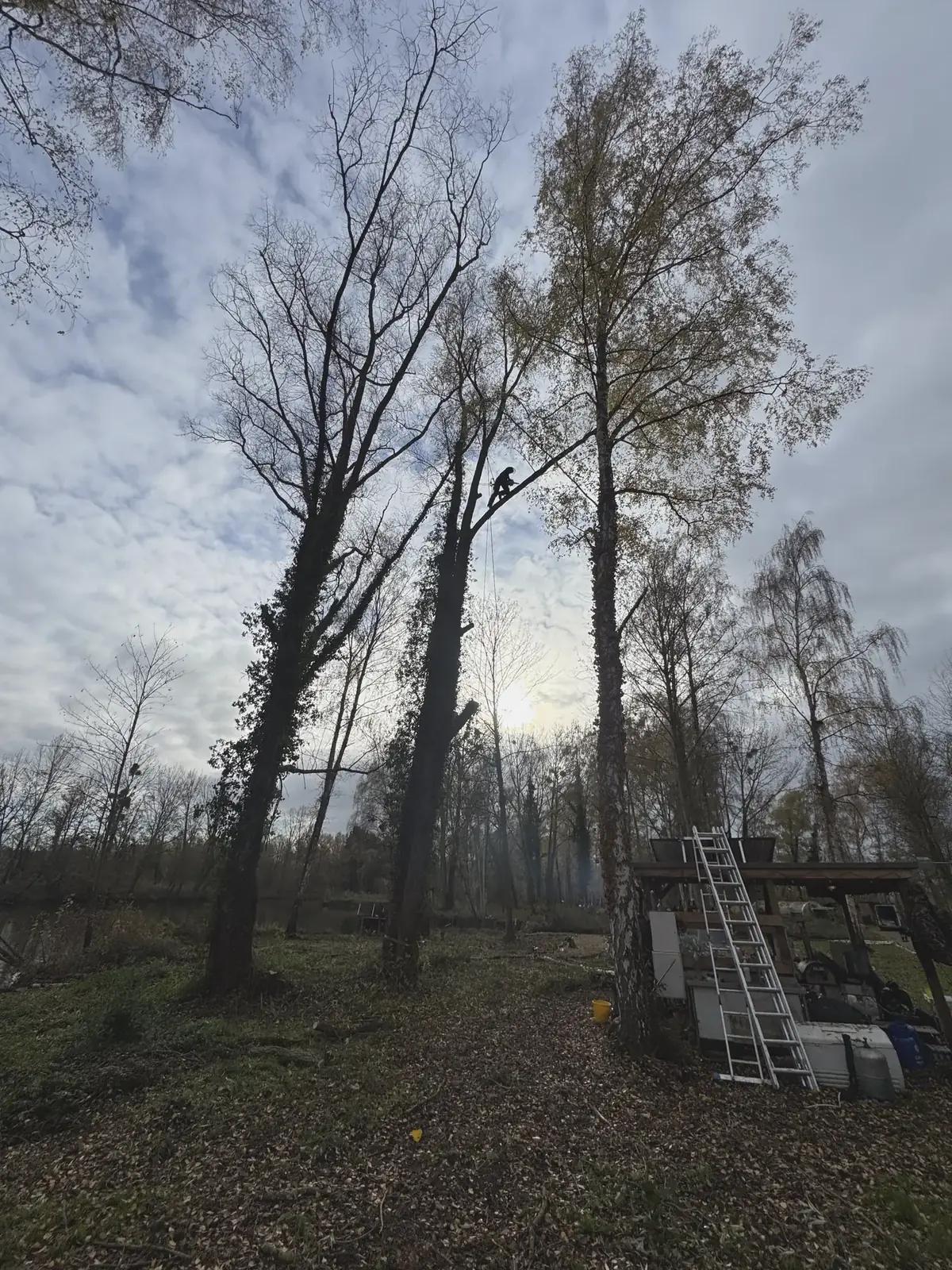 Woodland clearance, ladder against the trees