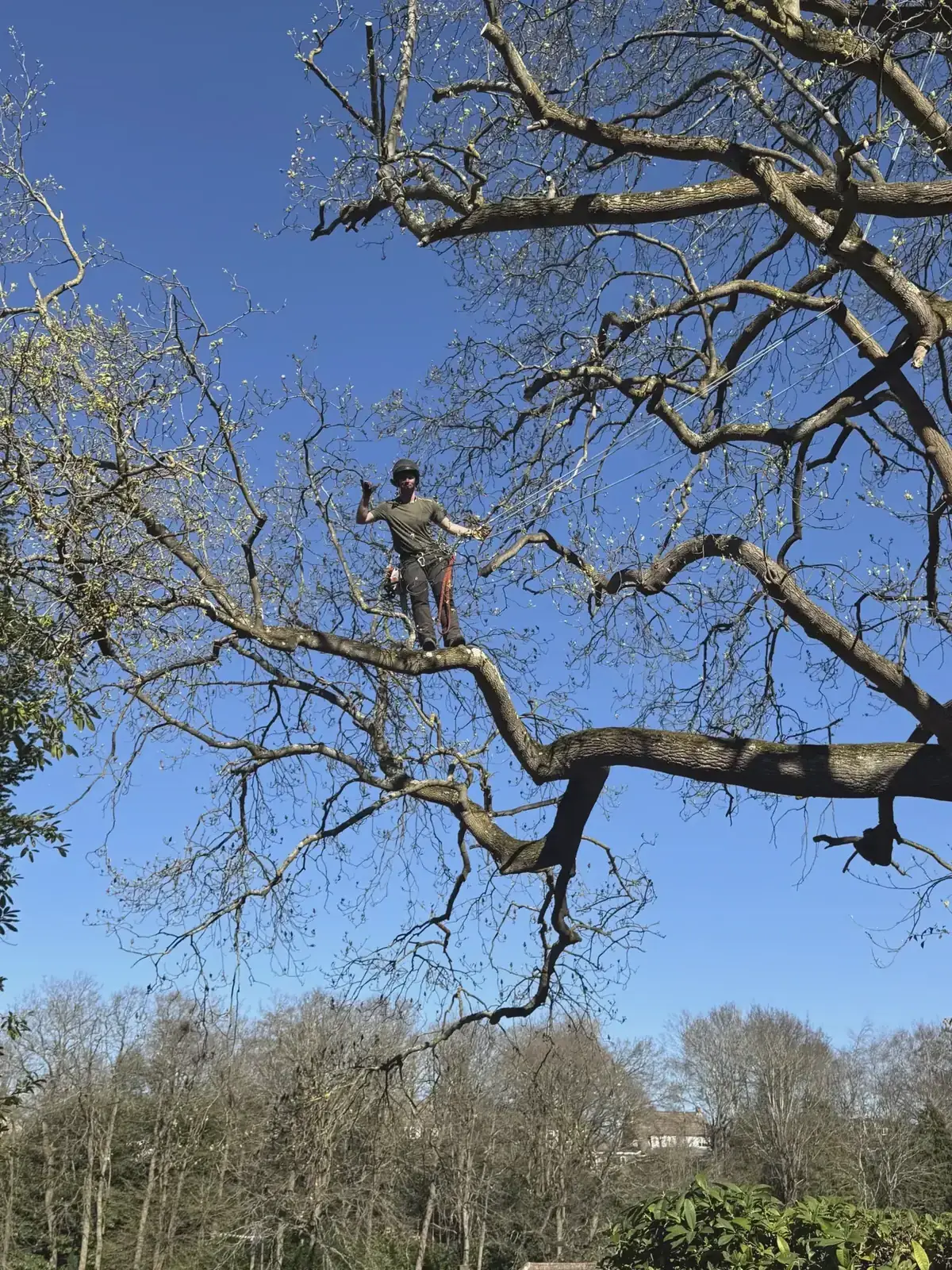 Climber working high in a bare crown