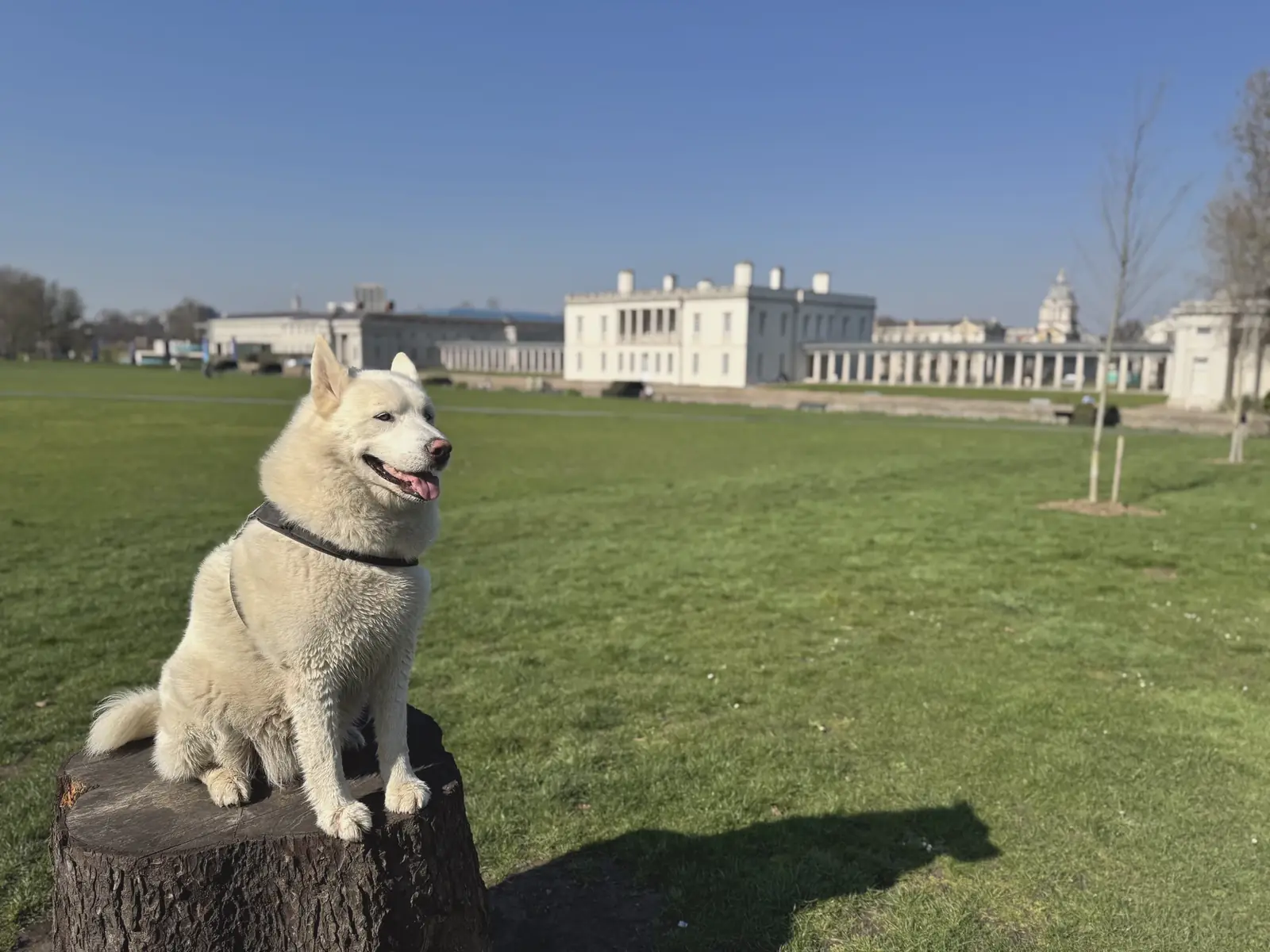 Our husky at Greenwich Park