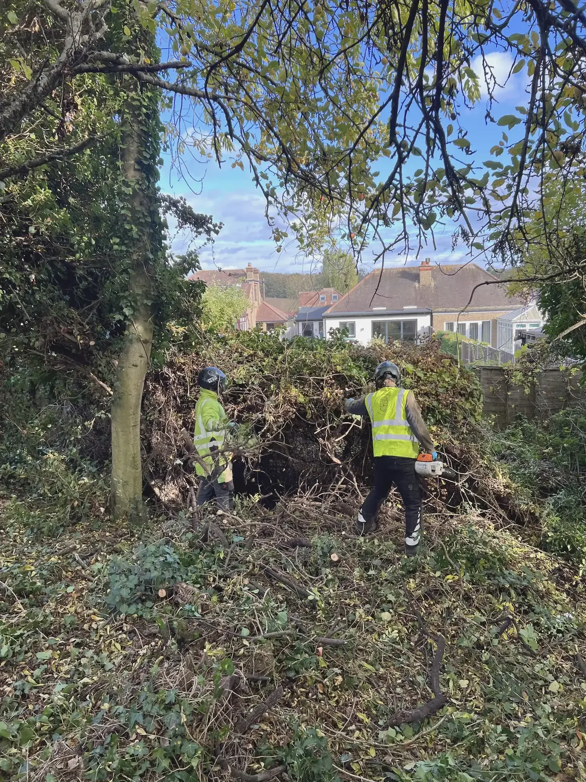 Hedge trimming in Kent