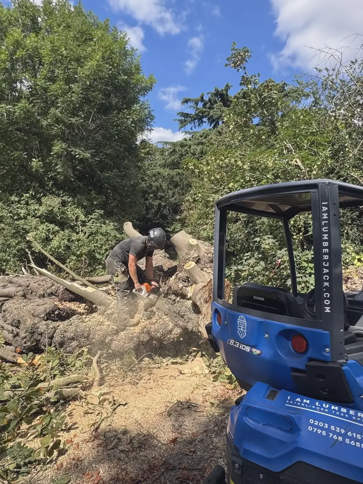 Tree felling in progress by I Am Lumberjack