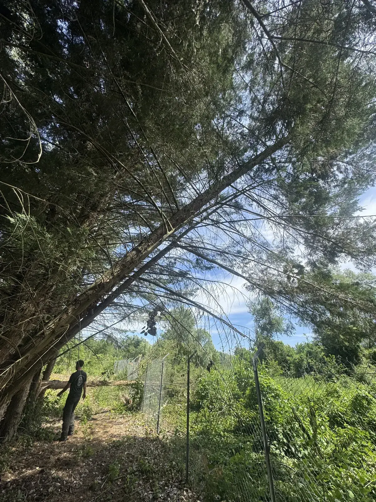 Arborist assessing leaning conifer after storm damage, Soupir