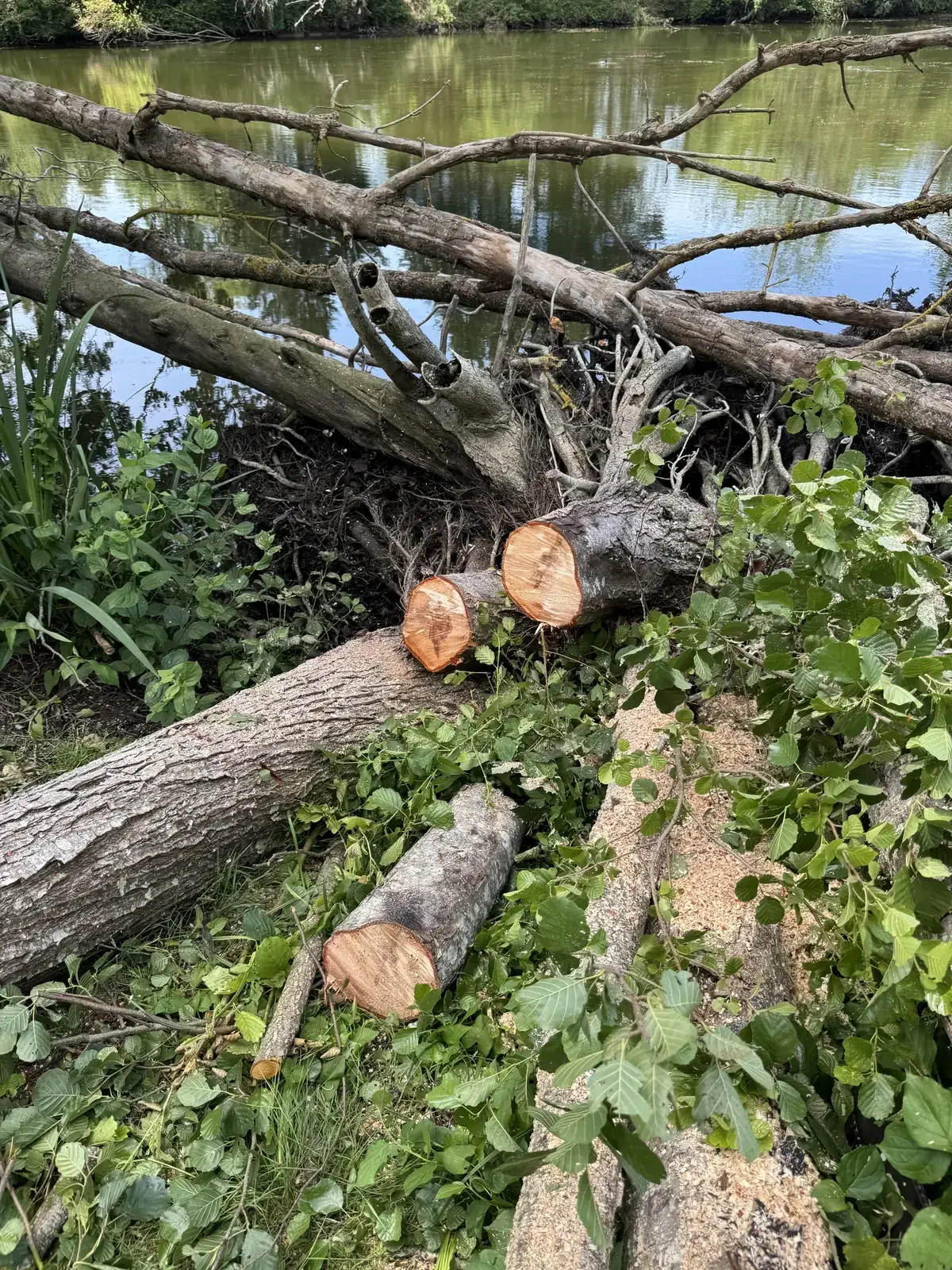 Cut logs at lake margin: storm clearance work, Soupir France