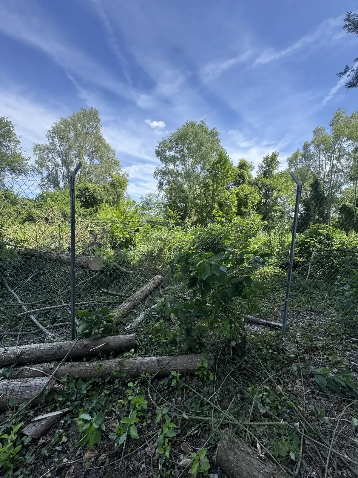 Storm damage: trees through perimeter fencing at Soupir fishing lakes