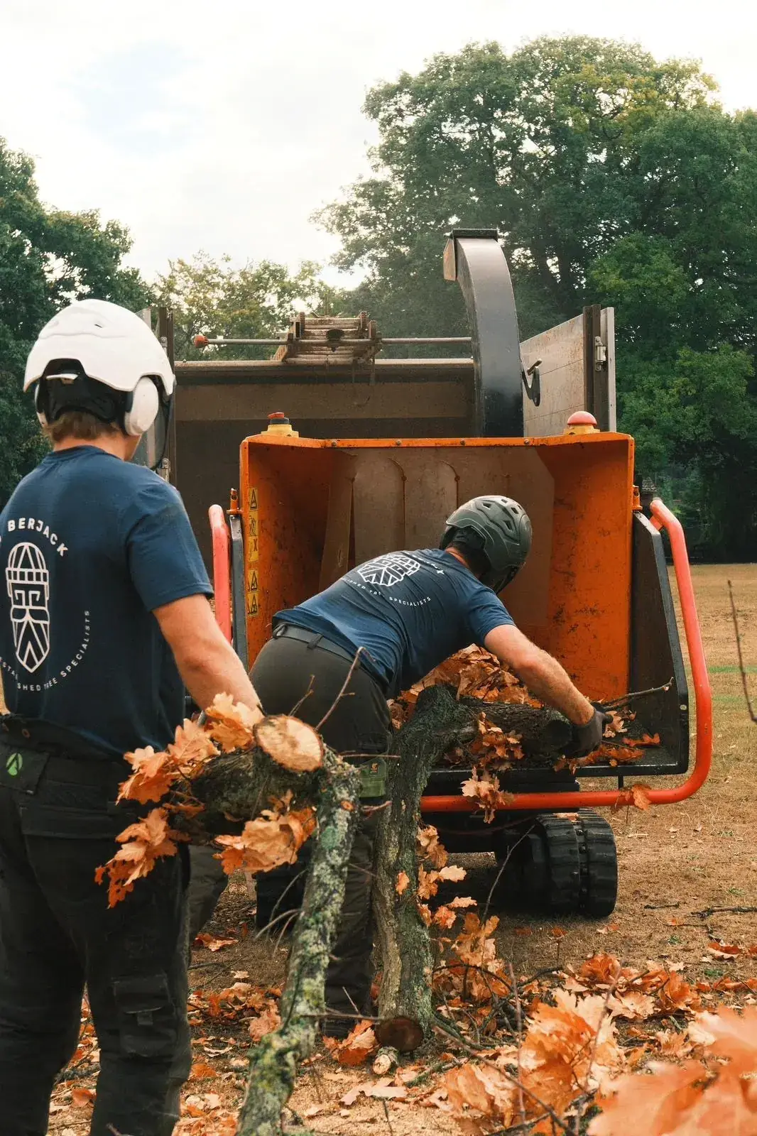 Tree felling by I Am Lumberjack